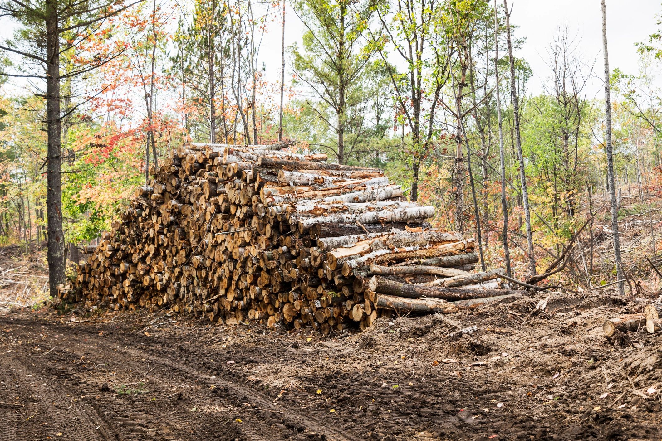 forestry mulching land clearing Minnesota