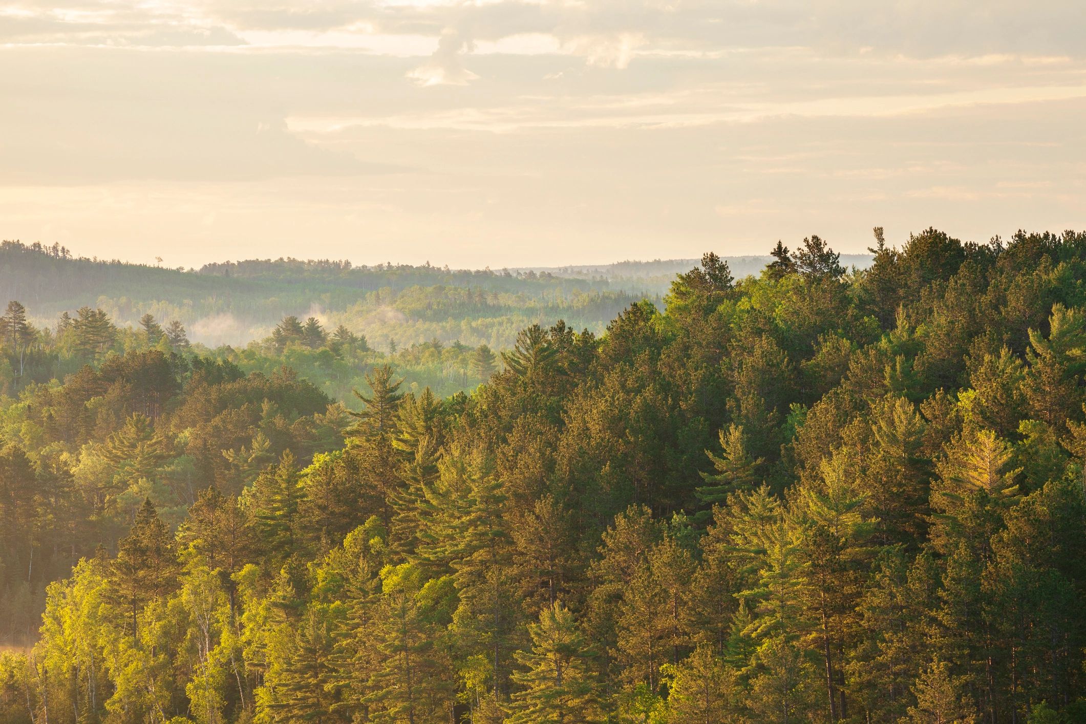 sustainable forestry Minnesota forest landscape