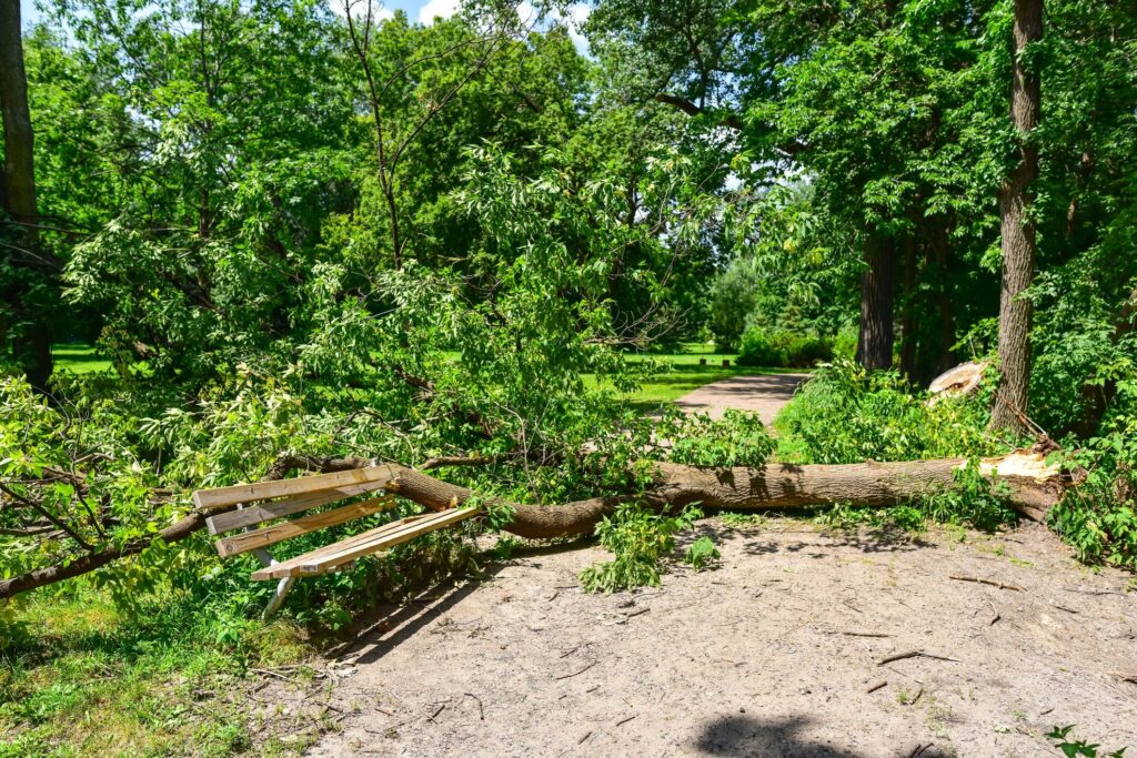 chainsaw tree maintenance Minnesota