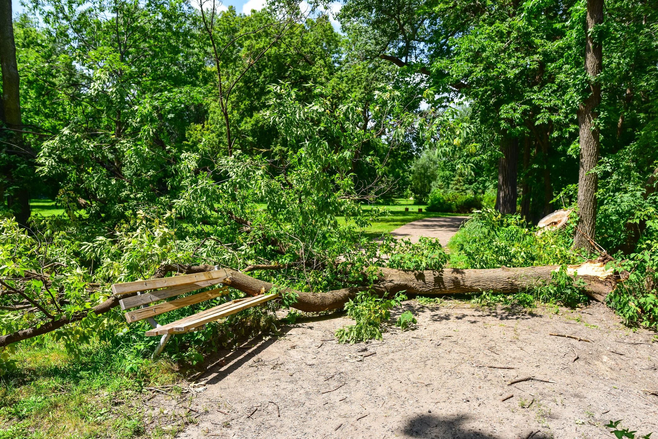 chainsaw tree maintenance Minnesota